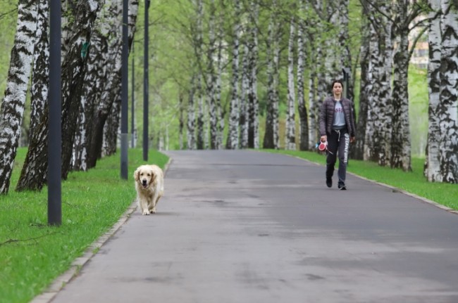 Как правильно гулять с собакой в парке: рассказывает специалист ДПТ «Долина реки Сетунь»
